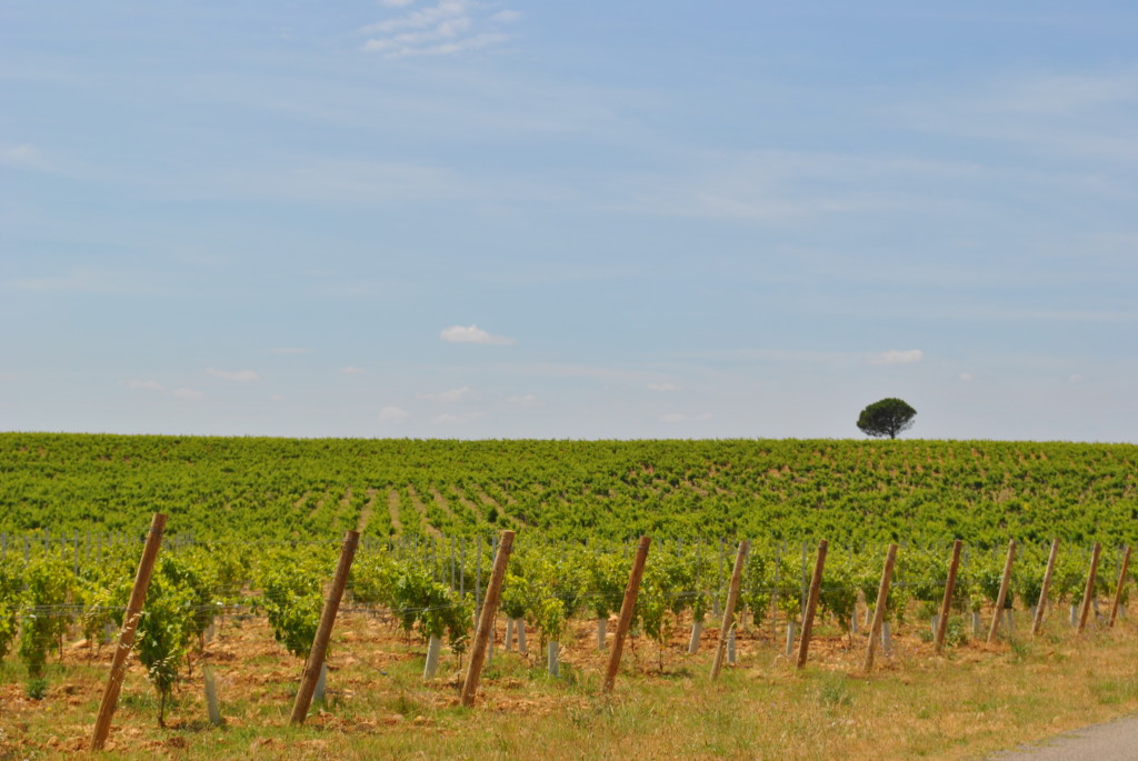 Bellissime distese di vigneti a Chateauneuf