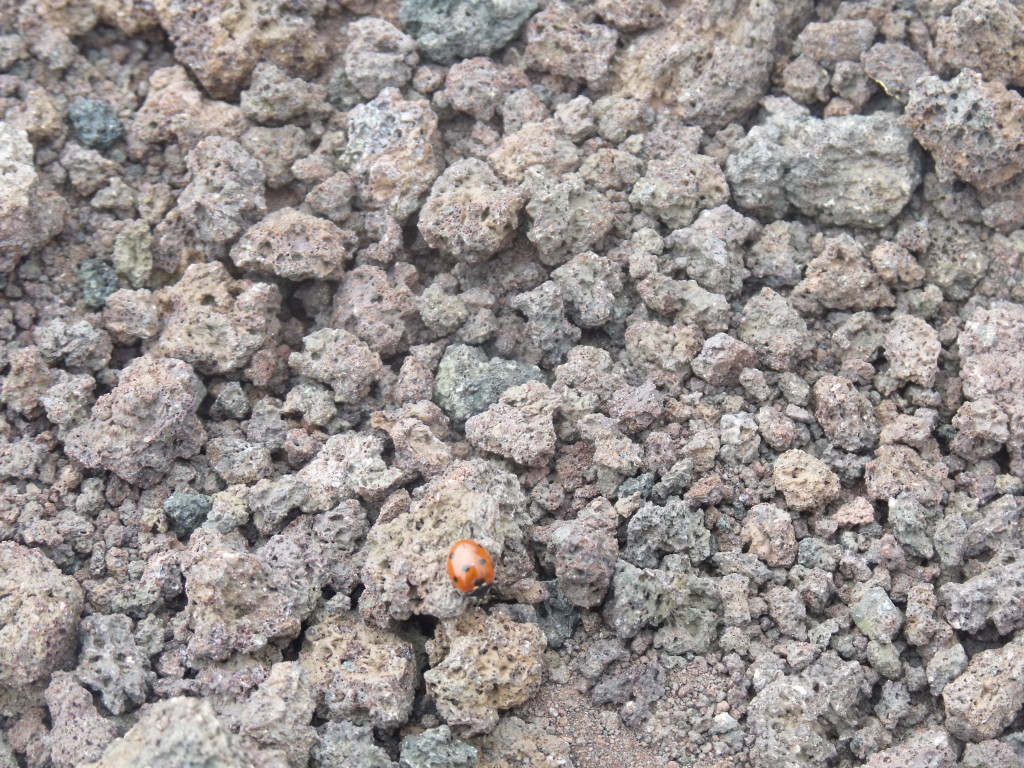 Il fenomeno delle coccinelle sull'Etna