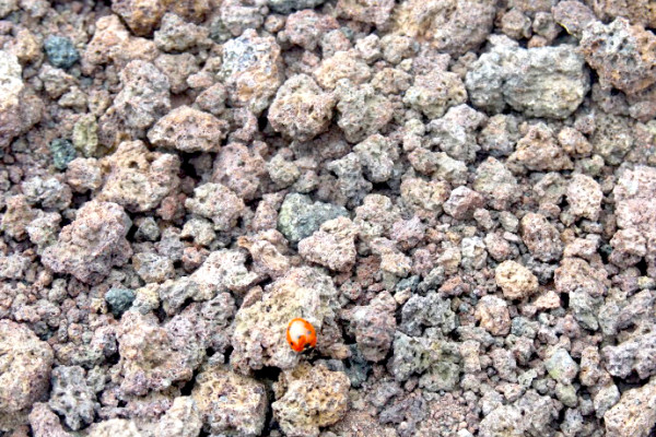 Coccinelle sull'etna