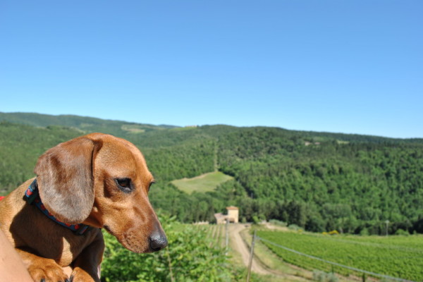 Week end nel Chianti con il cane