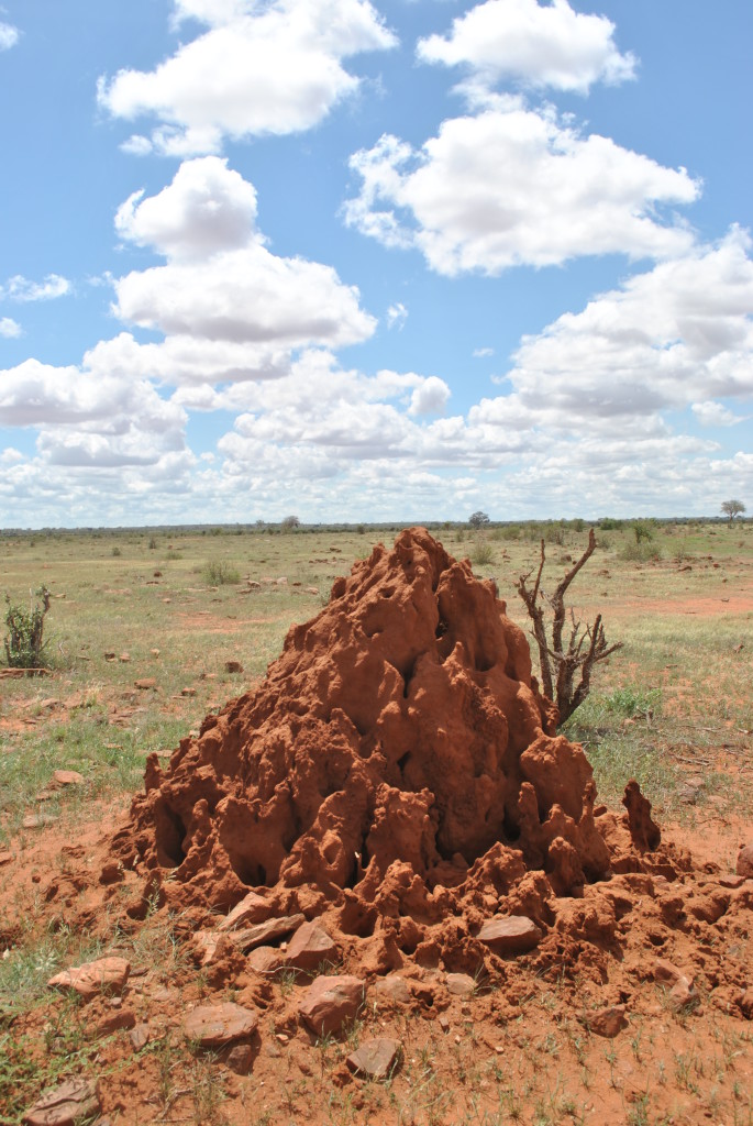 contrasti di colori allo Tsavo Est