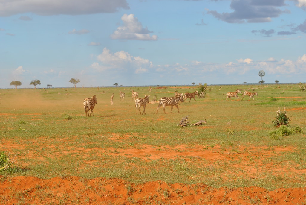 Quello che sicuramente vedrete in un Safari