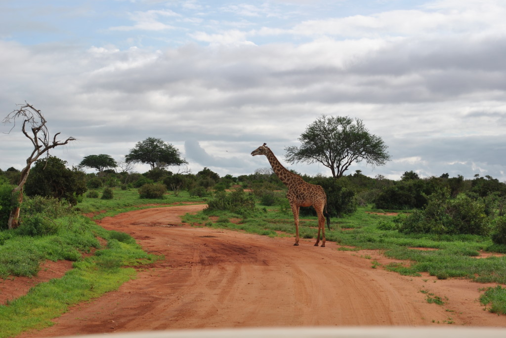 l'avvistamento di una giraffa che attraversa la strada