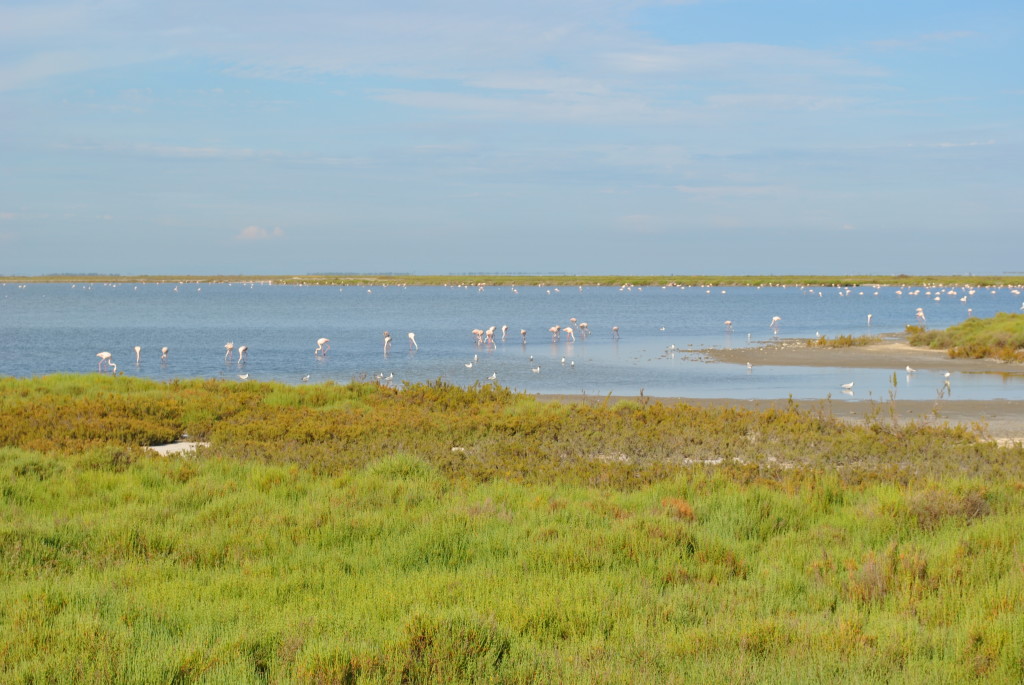 La vista dei fenicotteri rosa in Camargue