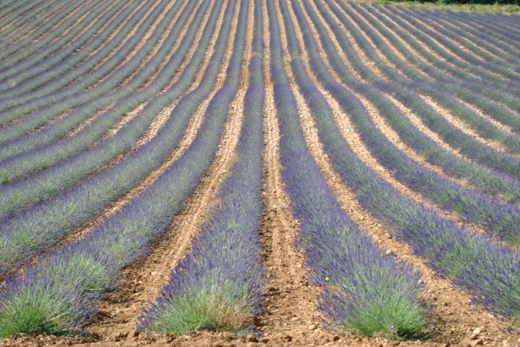 Le distese di Lavanda del Luberon