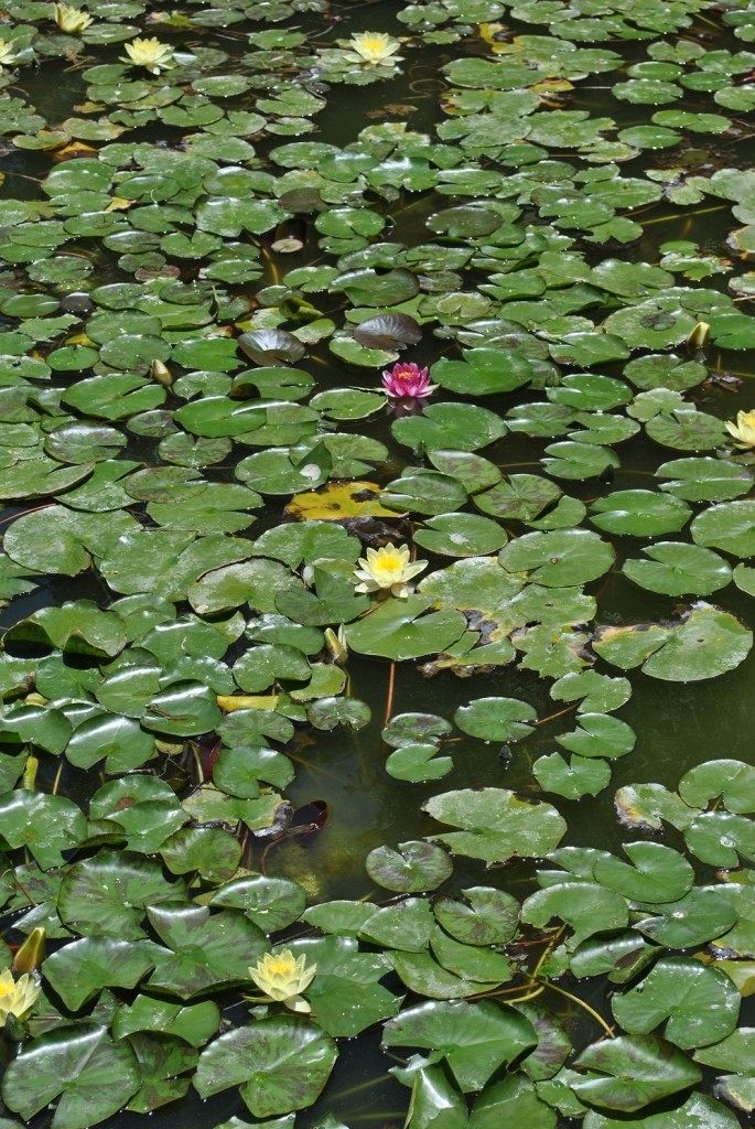 Stagno dei Giardini