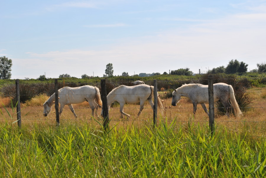 Cavalli allo stato brado