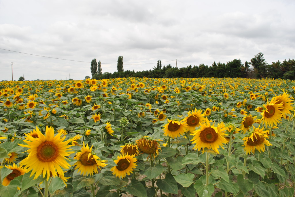 Campi di girasoli di Camargue