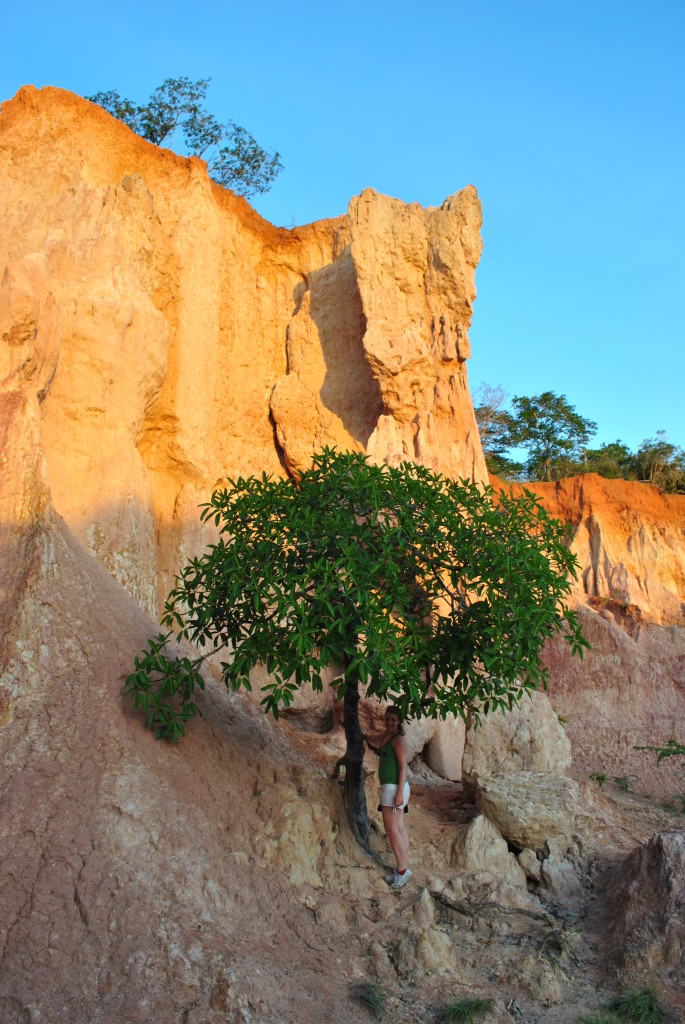 L'albero della fertilità