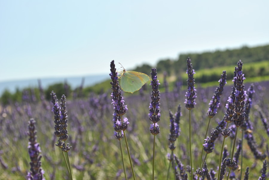 La nostra #FugainProvenza - Provenza on the road