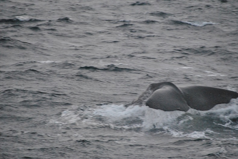 Fotografare la coda di una balena non è facile