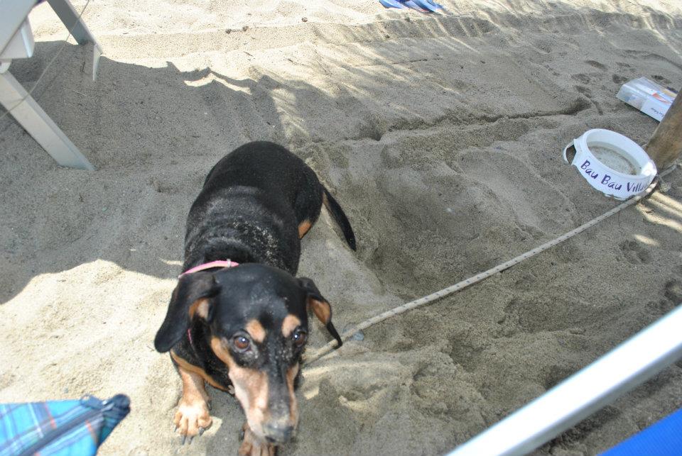 Sono pochi i Comuni che danno accesso ai cani in spiaggia