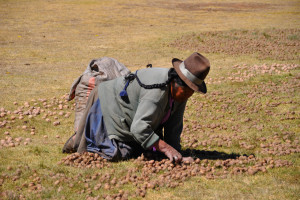Chinchero, donna che raccoglie patate