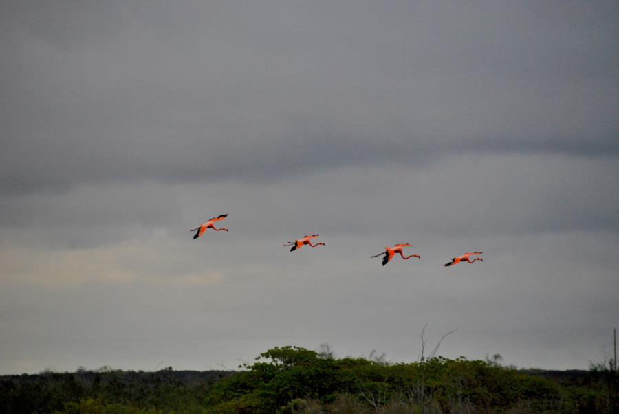 Fenicotteri in volo alle Galapagos