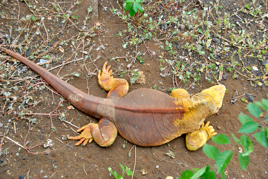 Iguana Terrestre