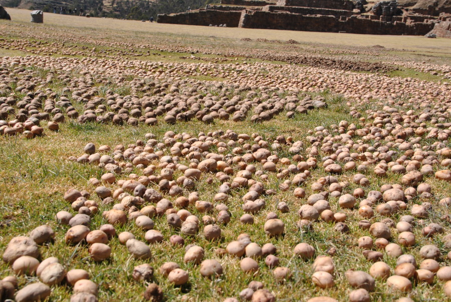 La raccolta delle patate in Perù