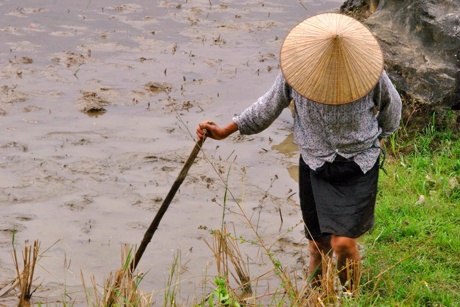 Lavoratrice nelle risaie di Mai Chau