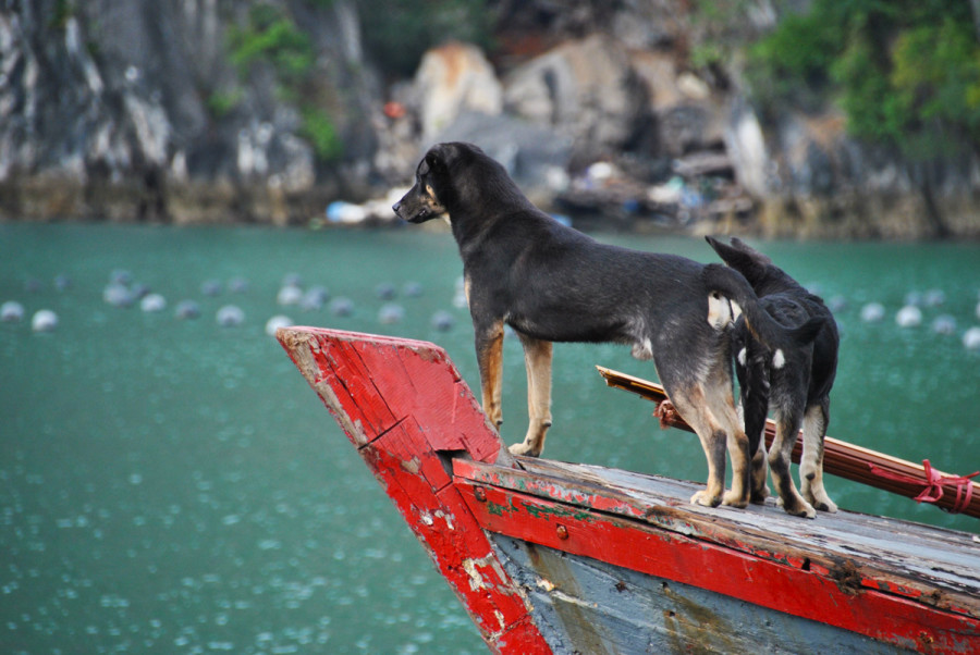 Cani di Halong