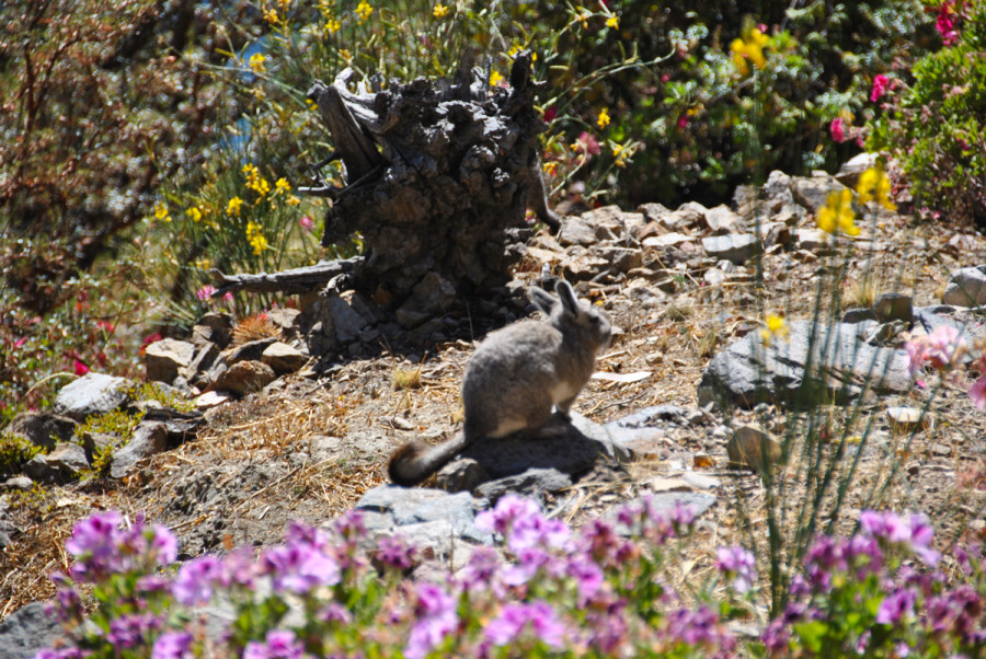 Gli animaletti dell'Isola