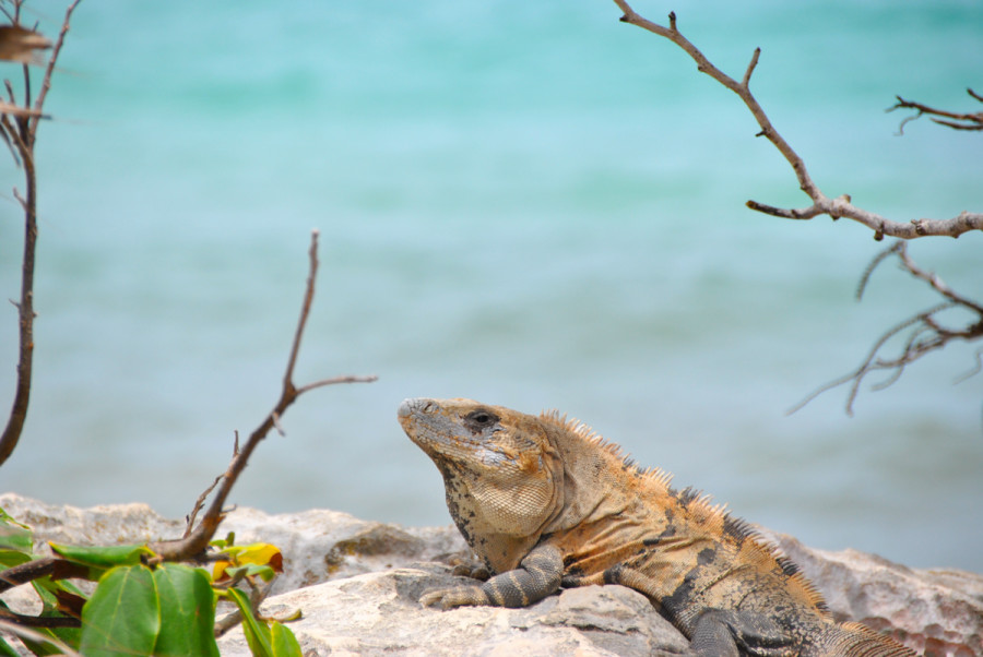 Esempi di fauna a Tulum