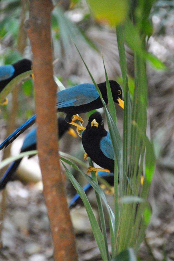 Uccelli a Tulum