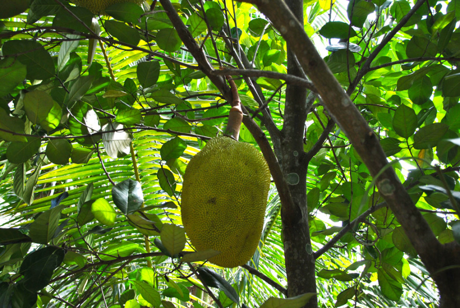 Strani alberi da frutto