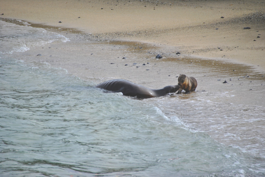 Leoni Marini Galapagos