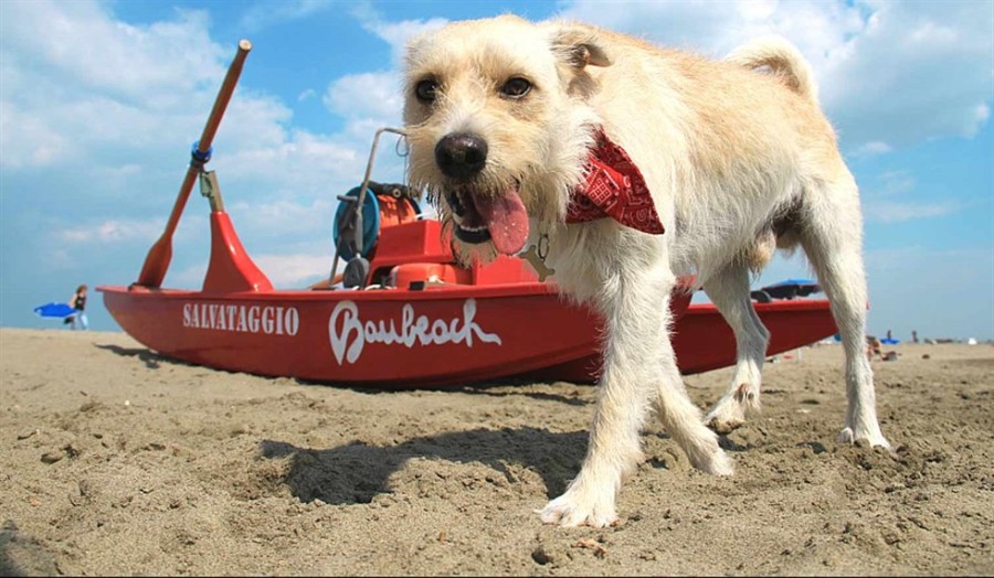 cane in vacanza