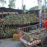 Raccoglitori di Ananas, Thailandia - Phi Phi Islands