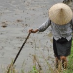 Raccoglitrice di riso, Vietnam - Mai Chau