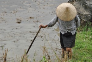 Raccoglitrice di riso, Vietnam - Mai Chau