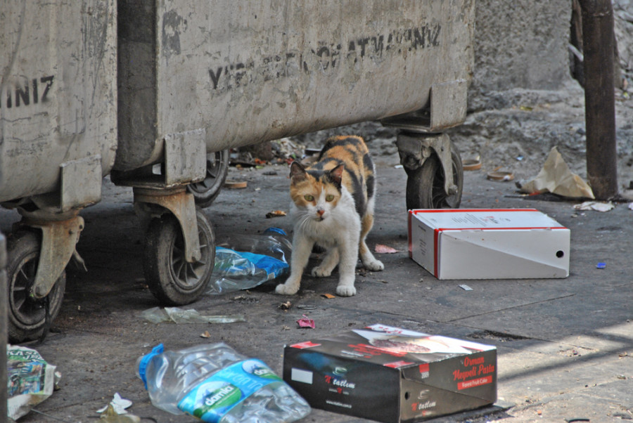 gatti-di-Istanbul