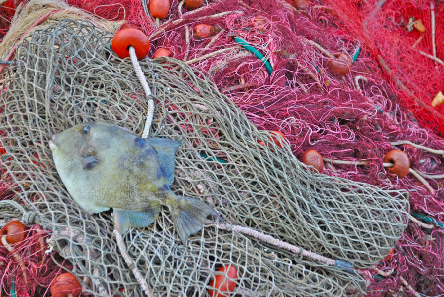 pesce puglia