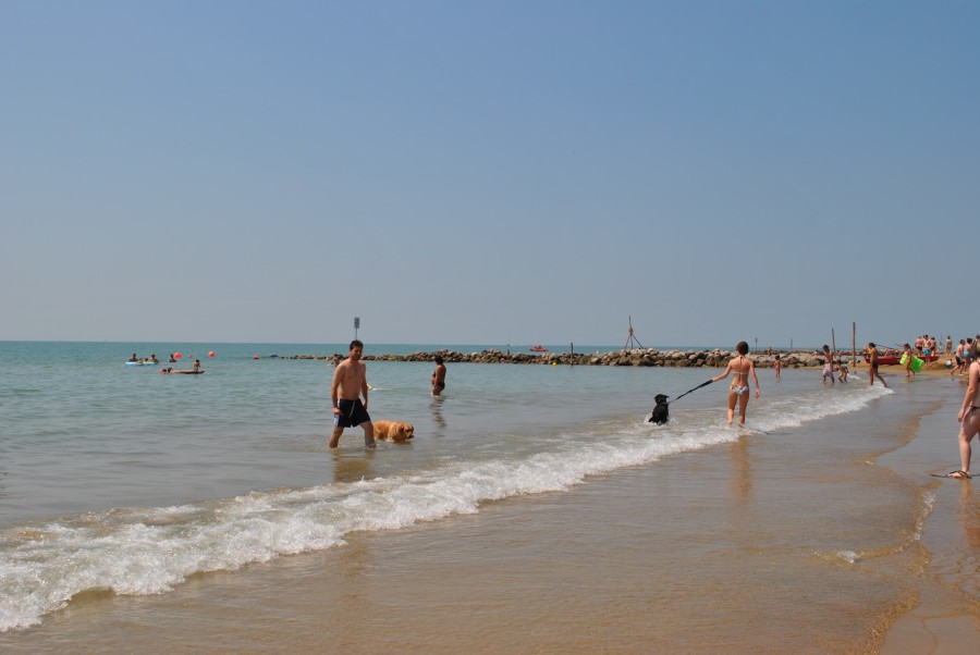 spiagge per cani