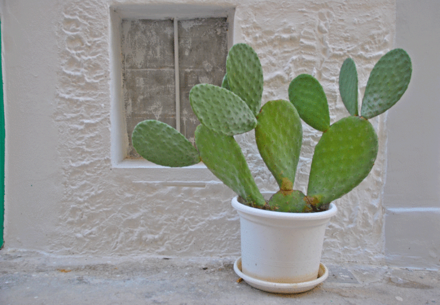 cactus---dettagli-Valle-d'itria