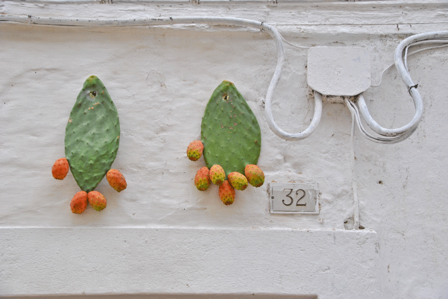 fichi---dettagli-Valle-d'itria