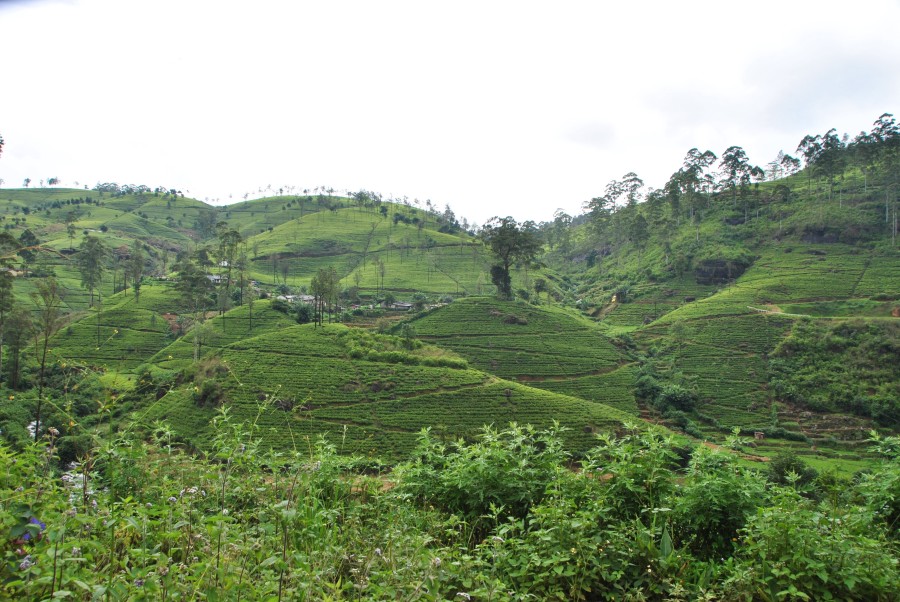 Hill country Sri lanka