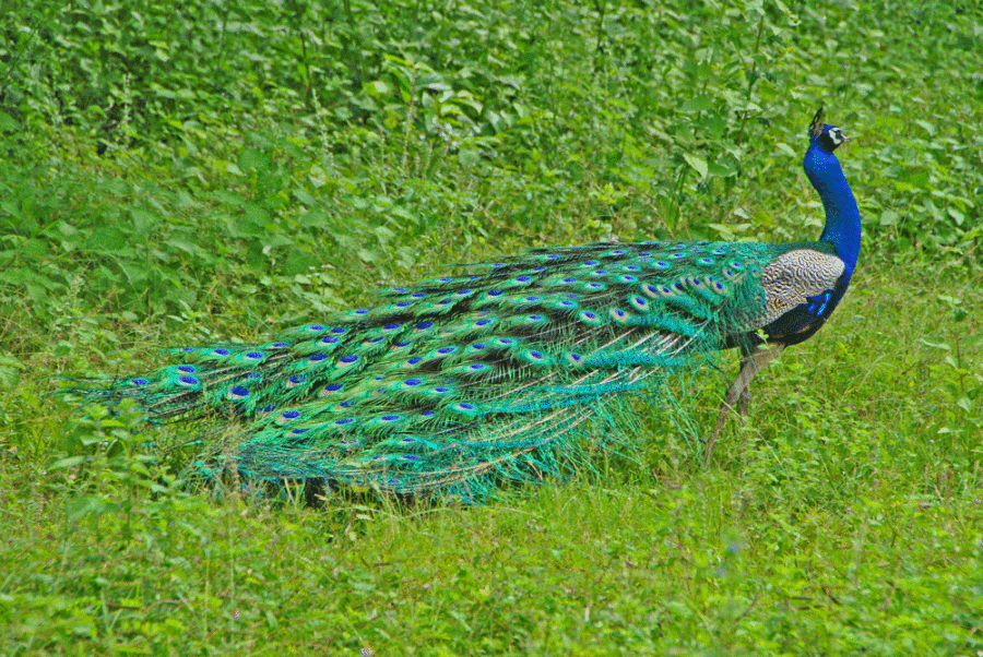 pavone-sri-lanka