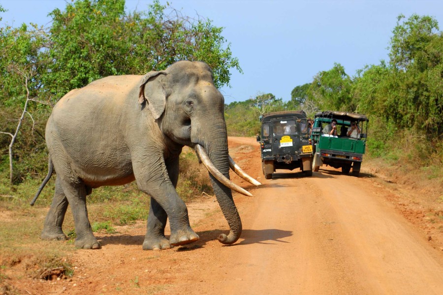 Safari Sri Lanka