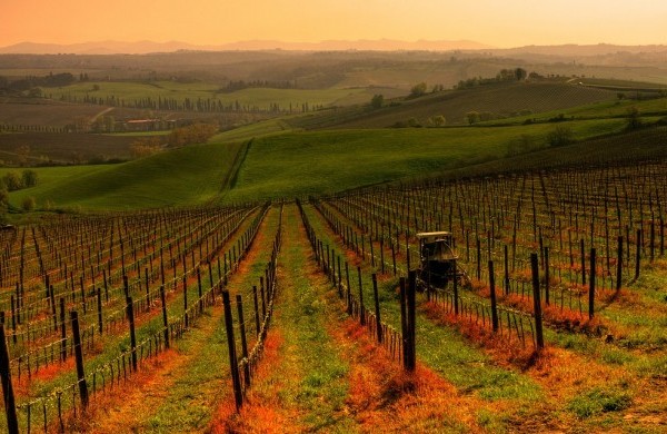 vigneti chianti foto presa da viaggi nanopress