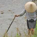 donna-vietnamita-nelle-risaieS