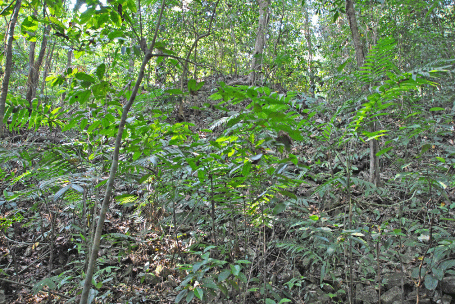 palenque-giungla