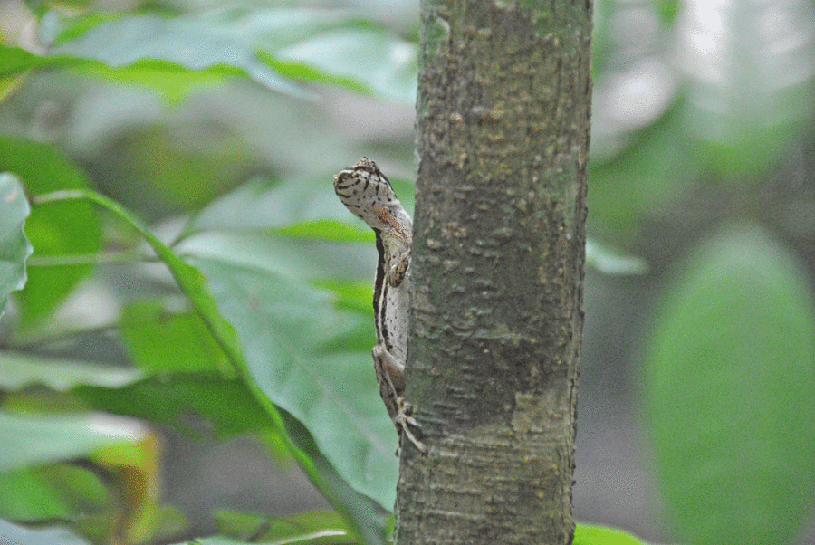 palenque-giungla-animali