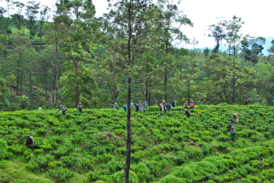 train-to-ella-sri-lanka-4