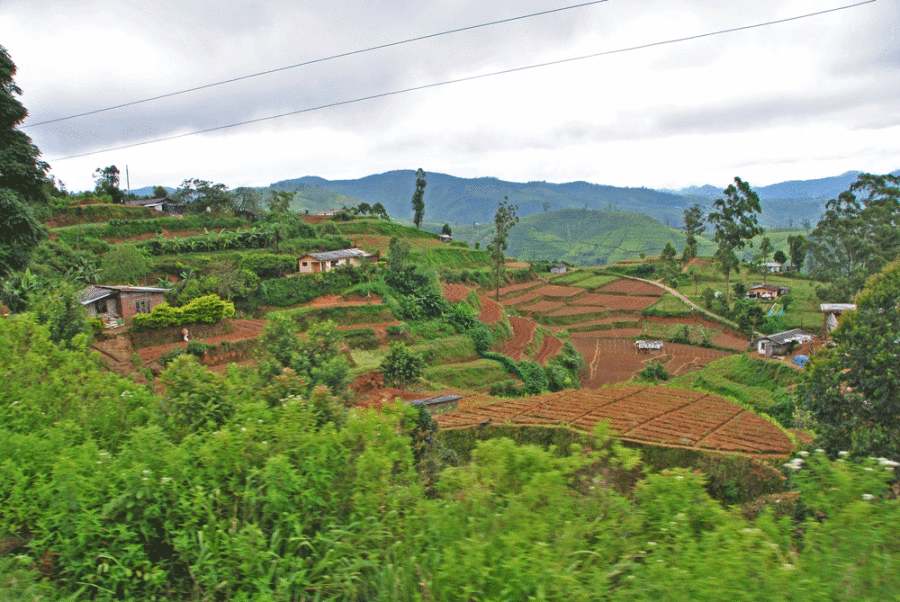 train-to-ella-sri-lanka-6