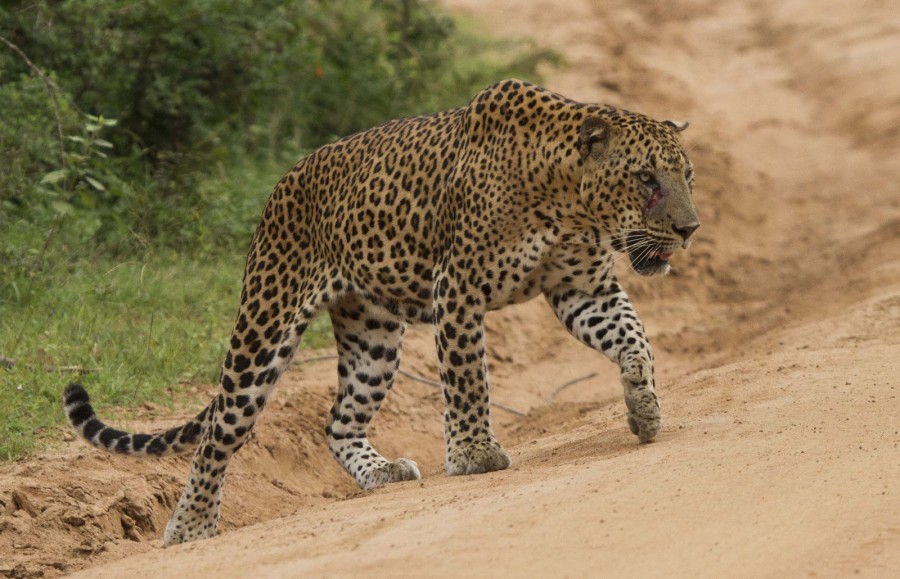 Yala.National.Park