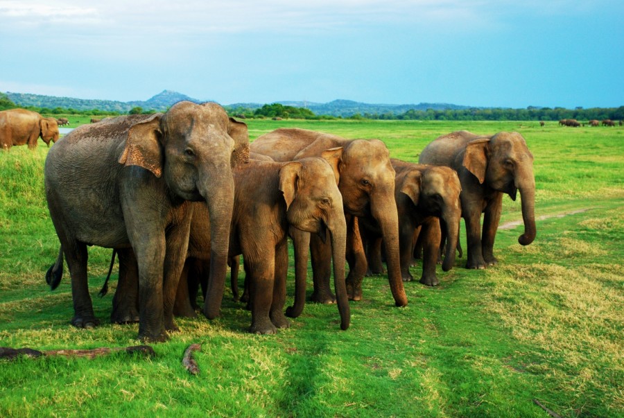 Uda Walame national park sri lanka