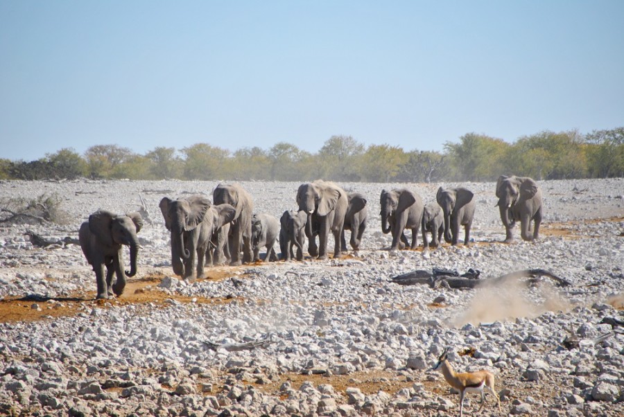 elefanti etosha1000