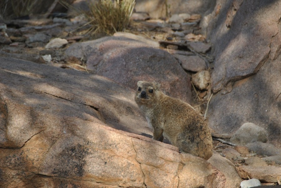 animaletti deserto1000