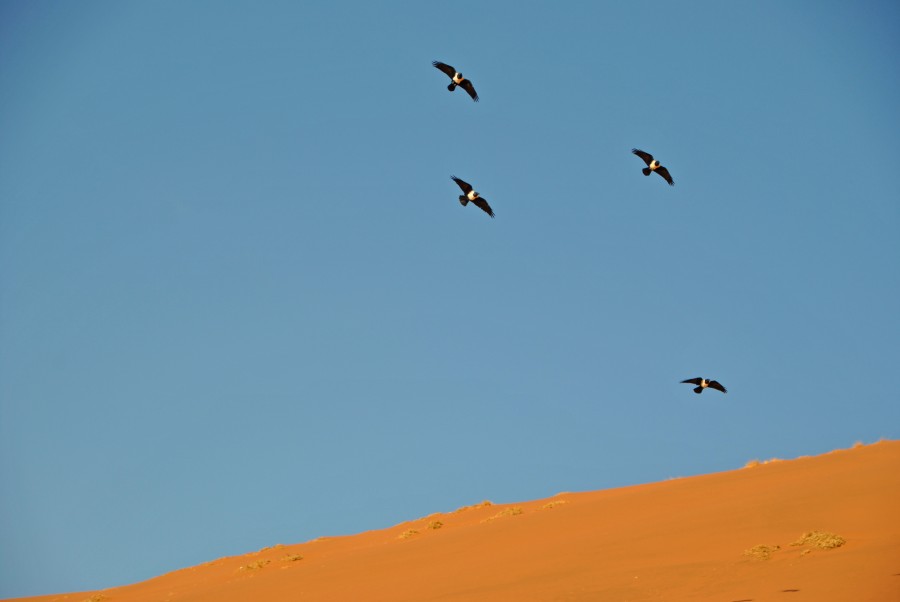 deserto namib colori